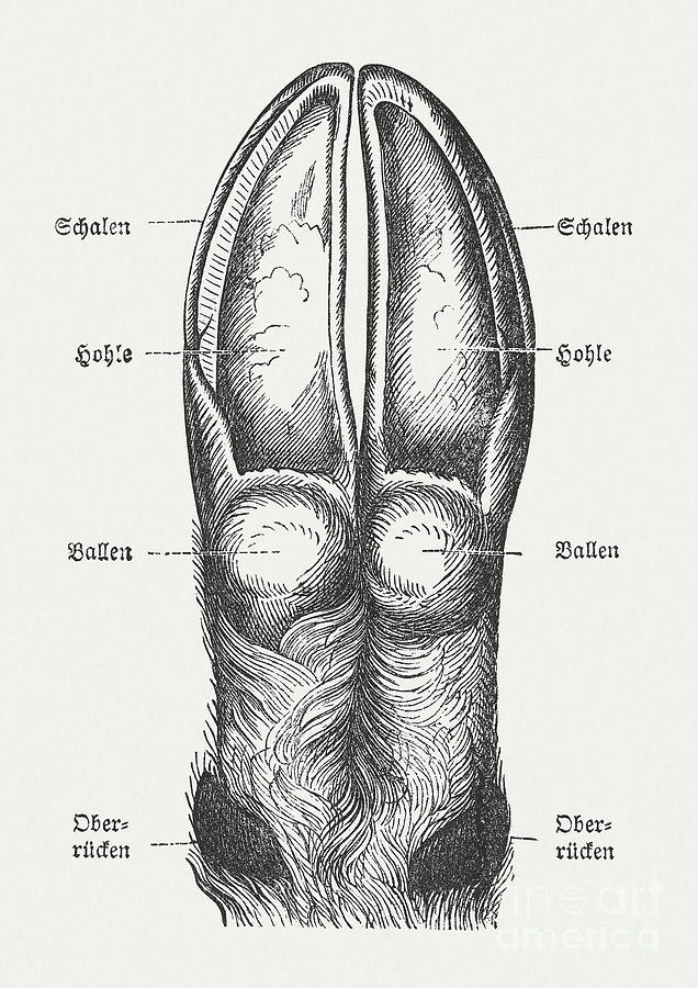 Deer Claw, Wood Engraving, Published Digital Art by Zu 09