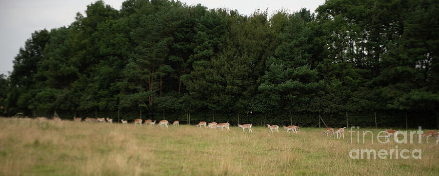 Deer Collection 2 by Jenny Potter Deer Collection 2 by Jenny Potter