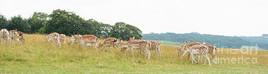 Deer Collection 6 by Jenny Potter Deer Collection 6 by Jenny Potter