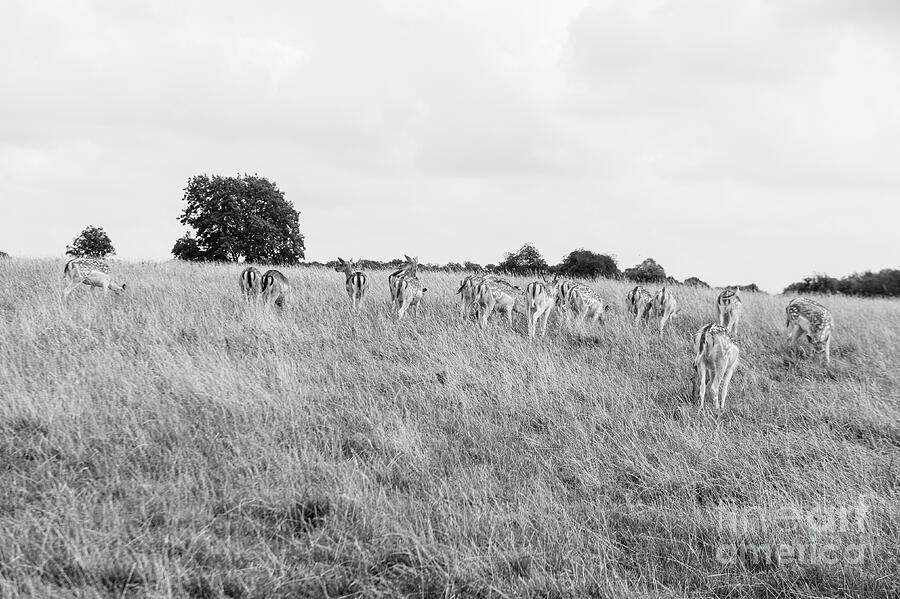 Deer collection 8 by Jenny Potter Deer collection 8 by Jenny Potter