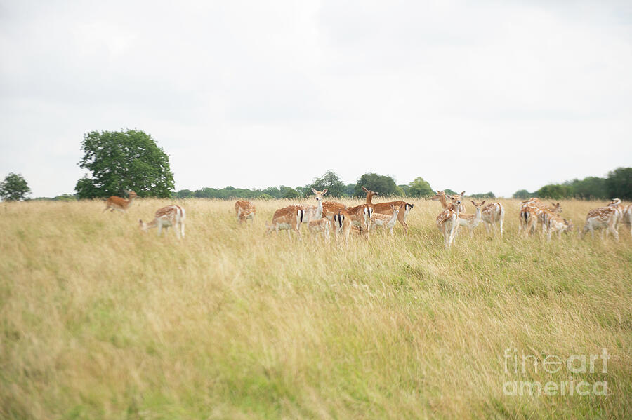 Deer collection 9 by Jenny Potter Deer collection 9 by Jenny Potter