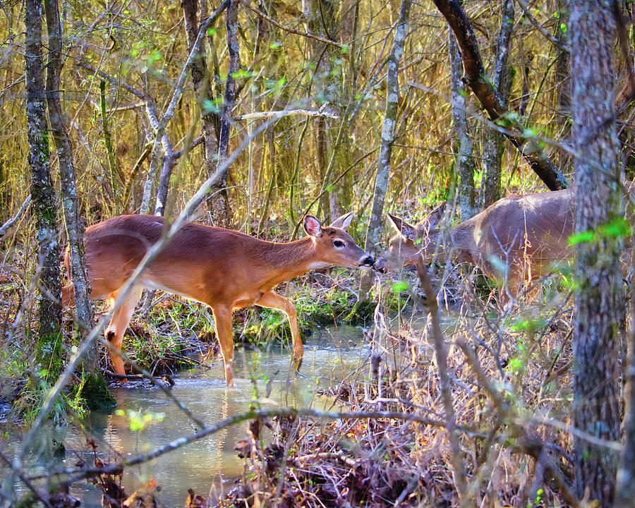 Deer Creek Photograph by Laura Vilandre