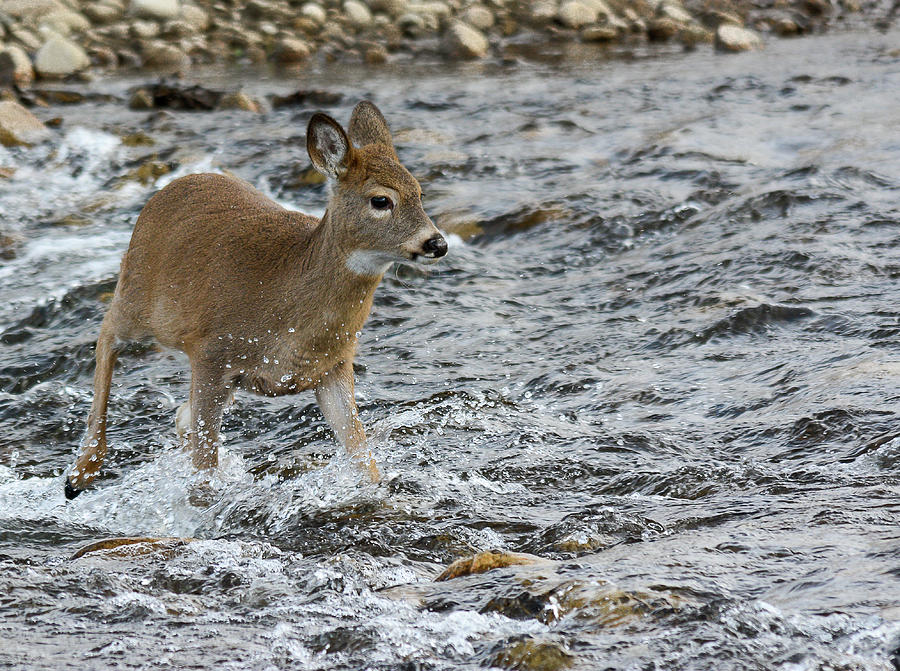 Deer Crossing Photograph by Gary Beeler