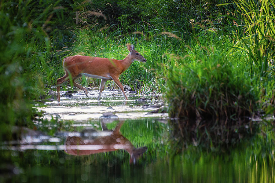 Deer Crossing Photograph by Joann Long