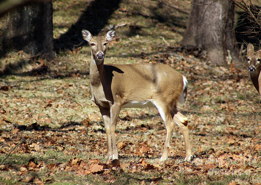 Deer Doe Photograph by Karen Adams