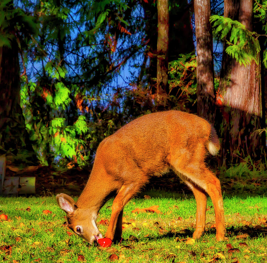 Deer Eating Apple Photograph by Garry Gay