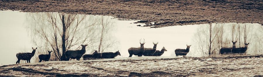 Deer Echoes by George Grigoriadis Deer Echoes by George Grigoriadis