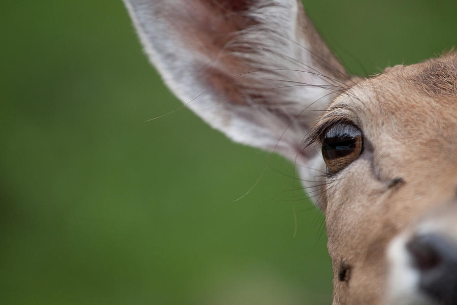 Deer Eye Photograph by Jeff Presnail / Getty Images