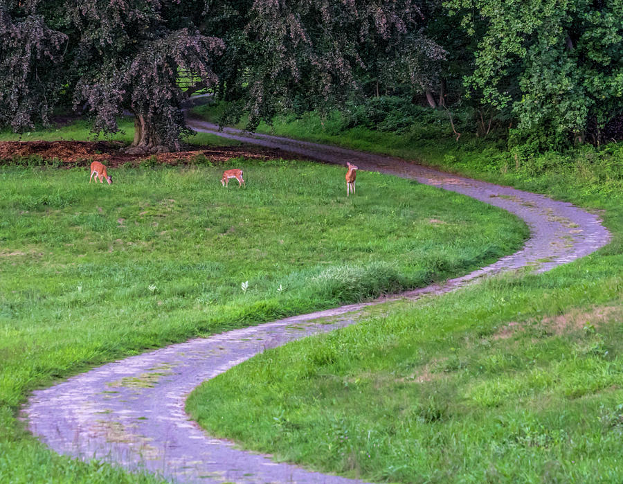 Deer Family Photograph by Jeffrey Friedkin