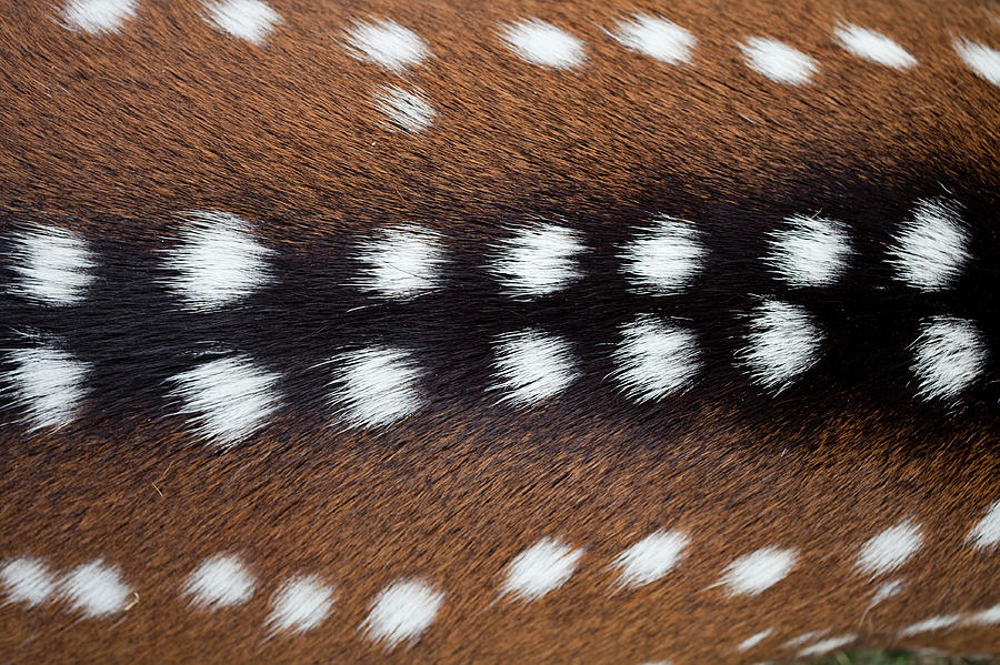 Deer Fu Texture Photograph by Maikid