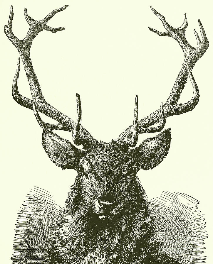 Deer Head  Drawing by English School
