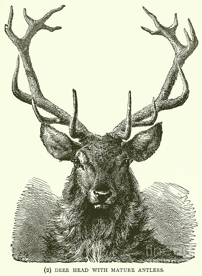 Deer Head with Mature Antlers Photograph by English School