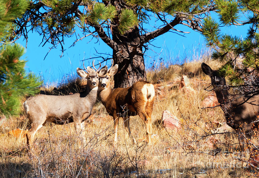 Deer Herd On Mountain Photograph