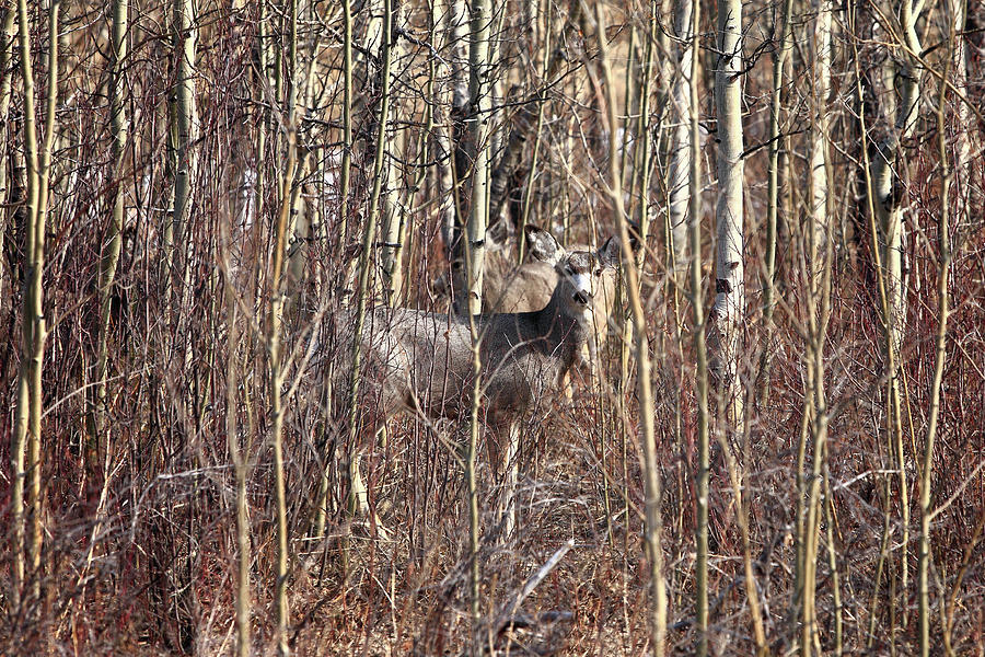 Deer Hiding Photograph by Todd Klassy