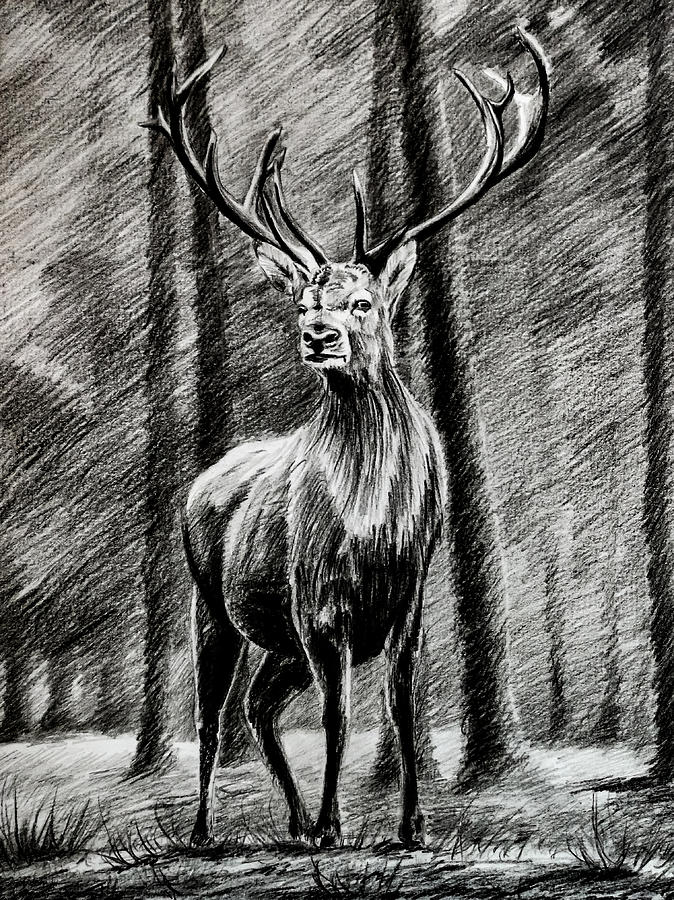 Deer. Sketch with pencil stock illustration. Illustration of animal -  106580399