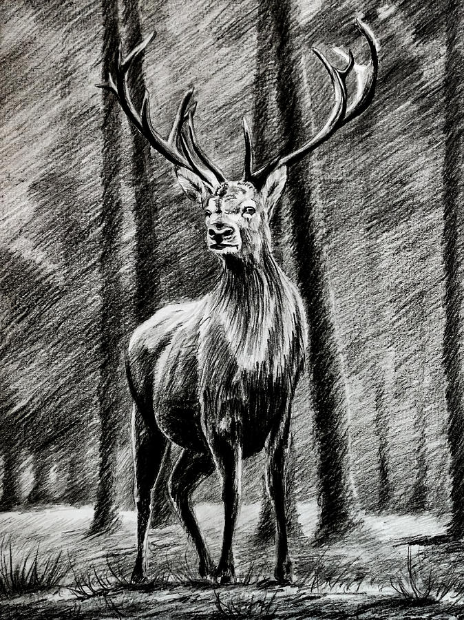 forest drawing pencil