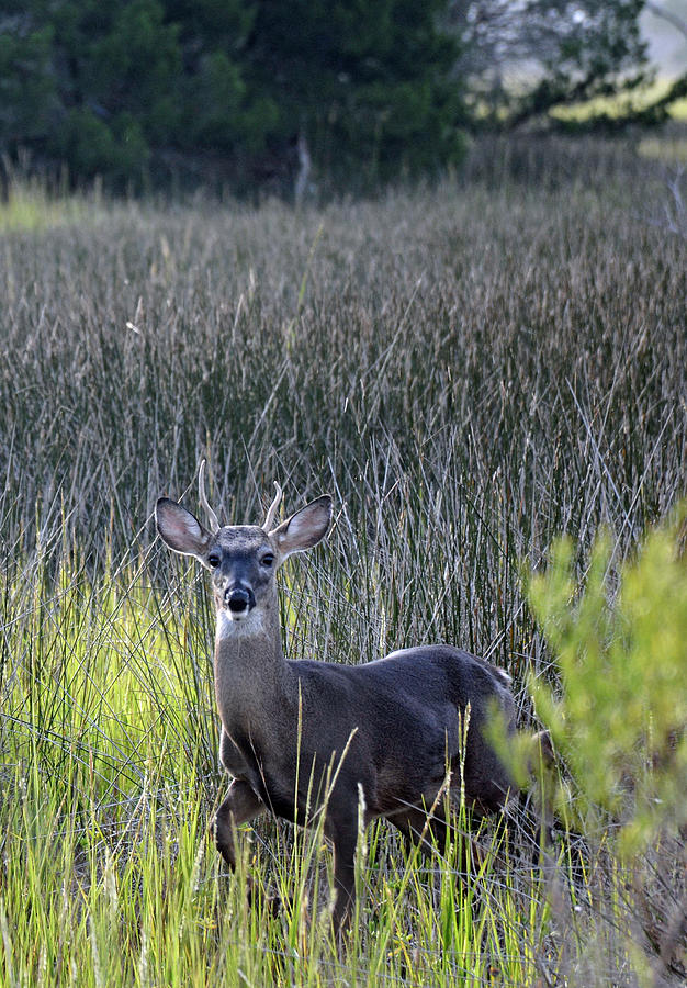 Deer in a Marsh Photograph by Bruce Gourley