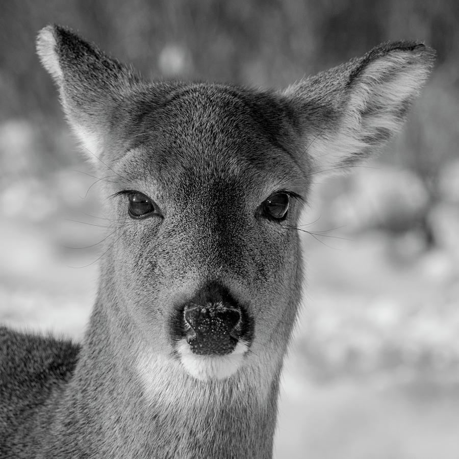 Deer In Black  White Photograph