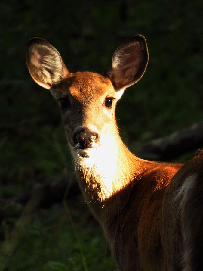 Deer in Evening Light  Photograph by Lori Frisch