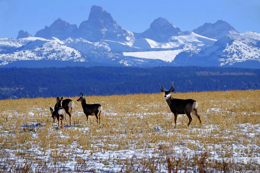 Deer in Field with Tetons Mountains Rugged in Background Photograph by Lane Erickson