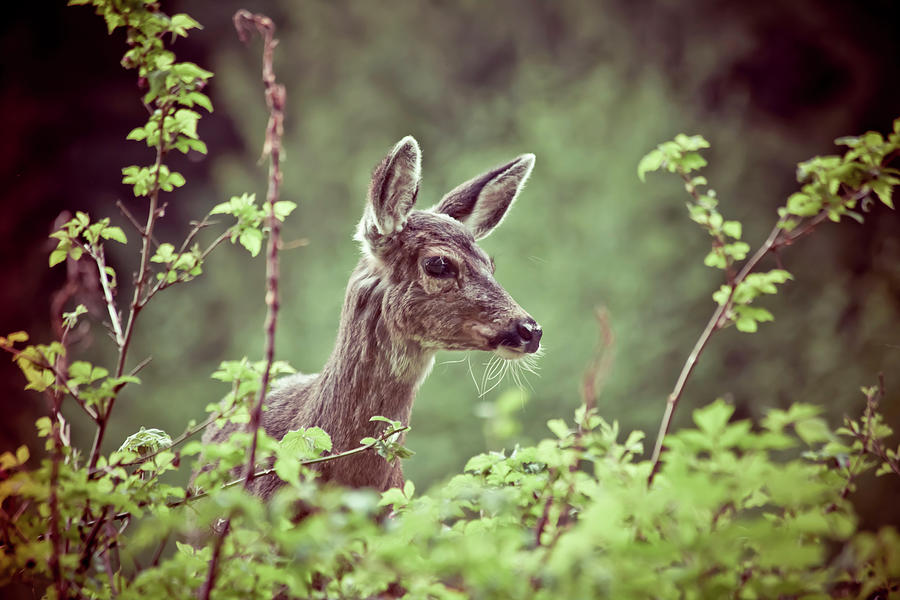 Deer In Forest Photograph by Christopher Kimmel