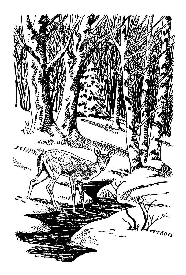 Black And White Drawing - Deer in Forest by CSA Images