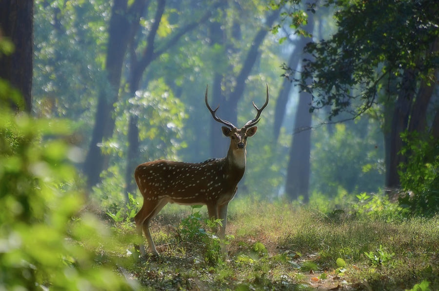 Deer In Forest Photograph by Mayur Kotlikar