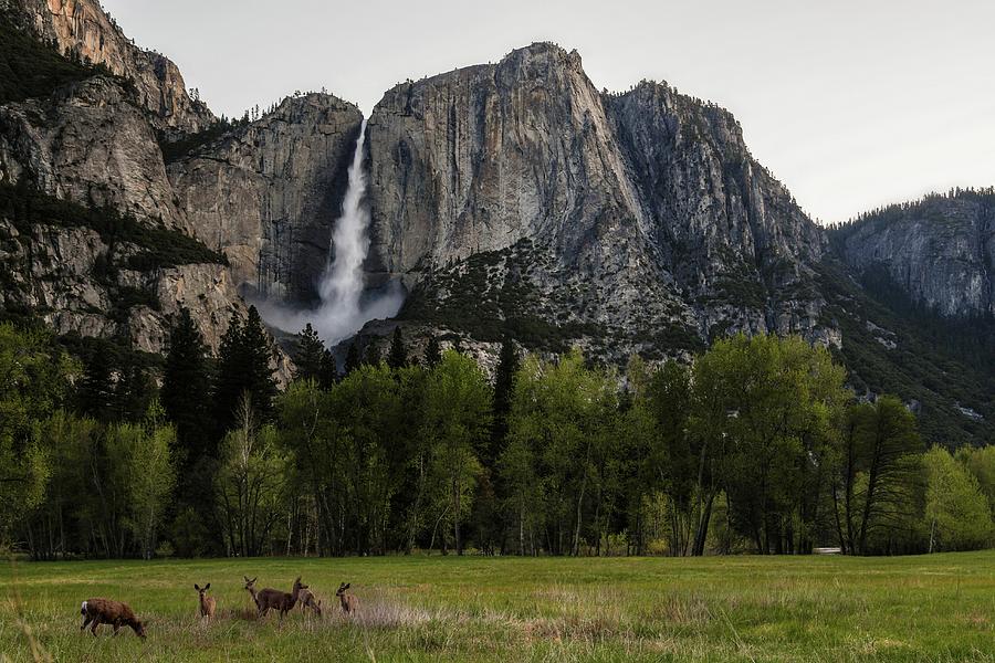Deer In Front Of Upper Yosemite Falls Photograph by Photograph By Tony Van Le