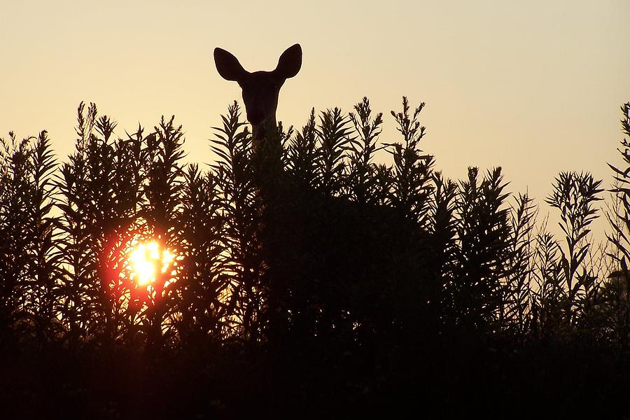 Deer Photograph - Deer silhouette  #1 by Laurie Prentice
