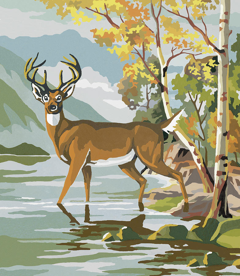 Deer Drawing - Deer in Lake by CSA Images