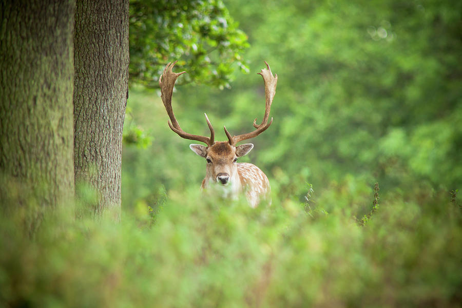 Deer In Long Grass Photograph by Westbury