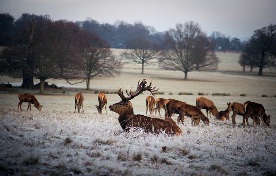 Deer In Richmond Park, London Photograph by Anne-marie Arpin