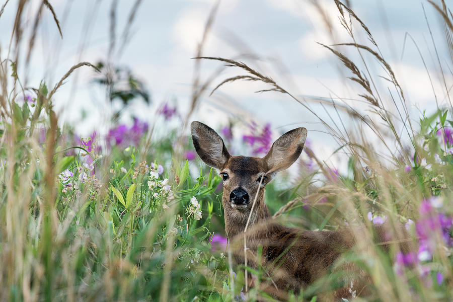 Deer in Tall Grass Photograph by Robert Potts