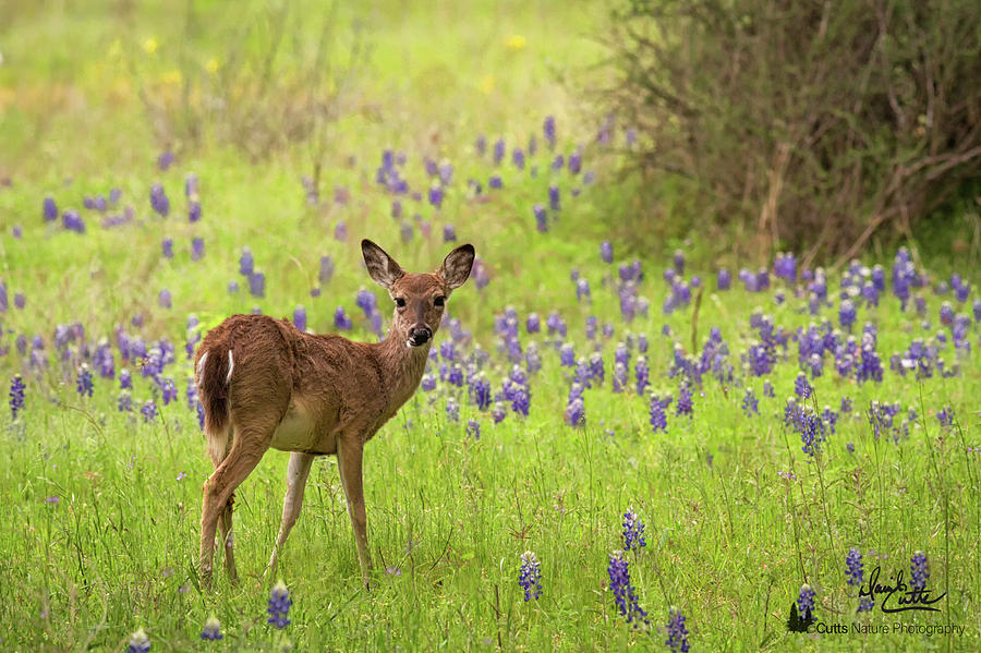 Deer in the Bluebonnets by David Cutts Deer in the Bluebonnets by David Cutts