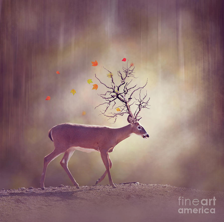 Deer in the fall woods Photograph by Svetlana Foote - Fine Art America