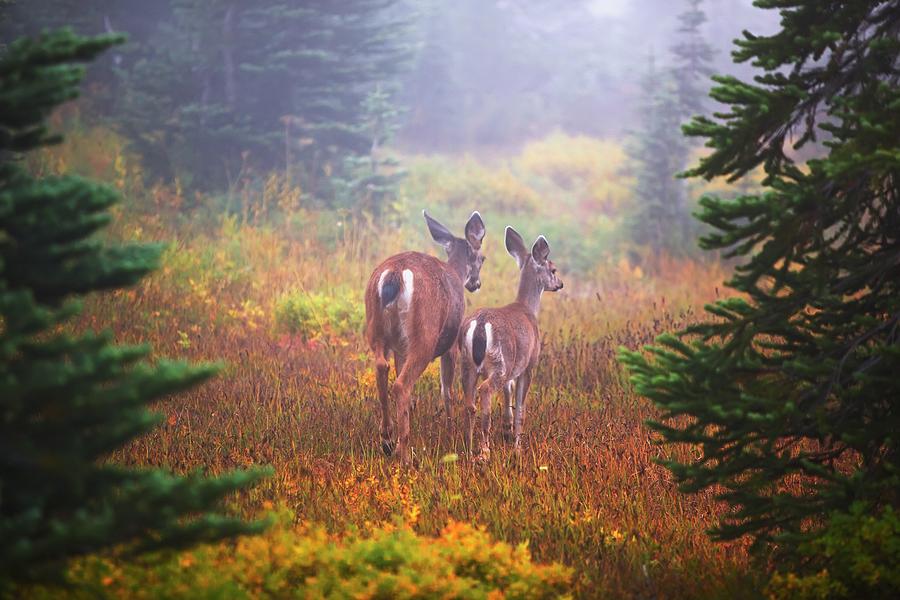 Deer In The Fog In Paradise Park In Mt Photograph by Design Pics / Craig Tuttle