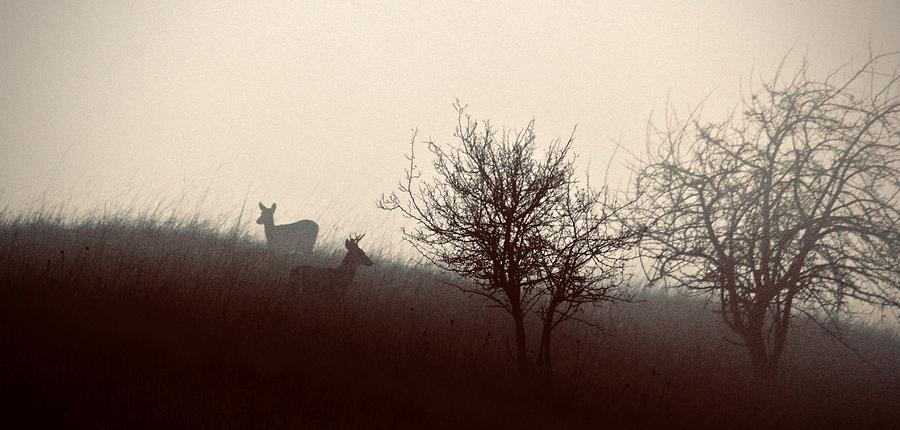 Deer in the Fog Photograph by Lori Leigh