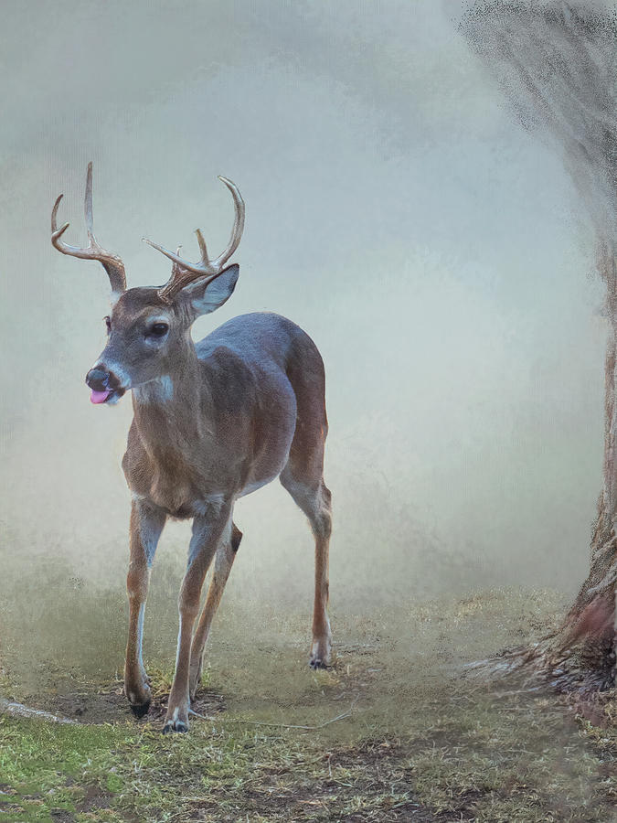 Deer in the Fog Photograph by Peggy Blackwell