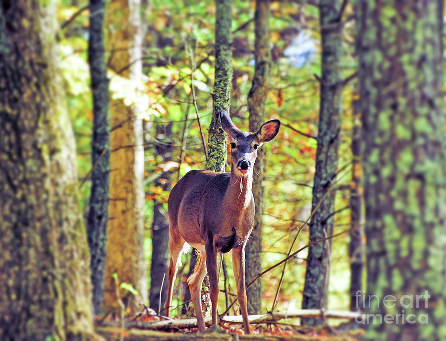 Deer in the Forest Photograph by Kerri Farley