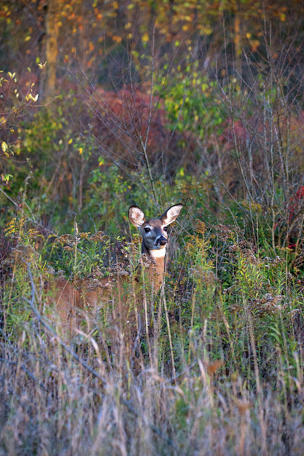 Deer In The Grass Photograph