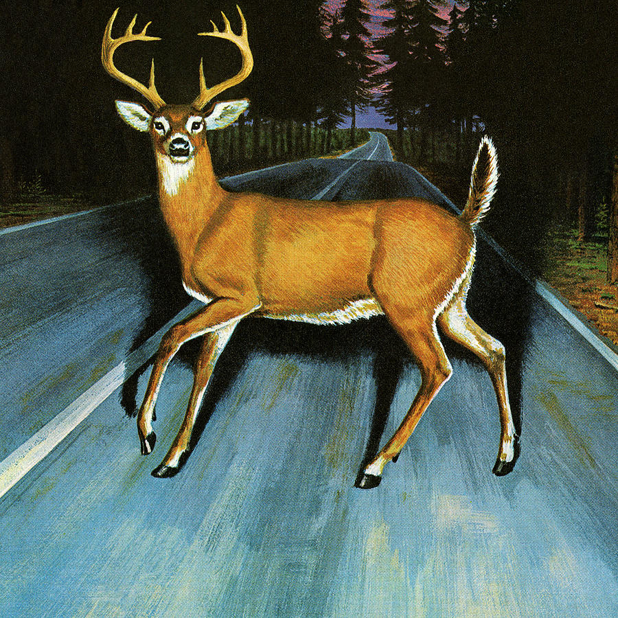 Deer Drawing - Deer in the Headlights by CSA Images
