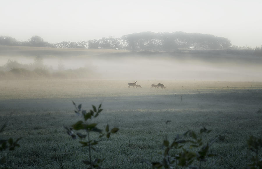 Deer In The Morning Fog Photograph by Betty Liu