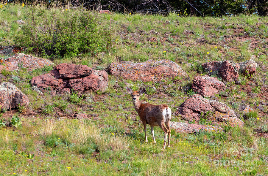 Deer In The Rockies Photograph