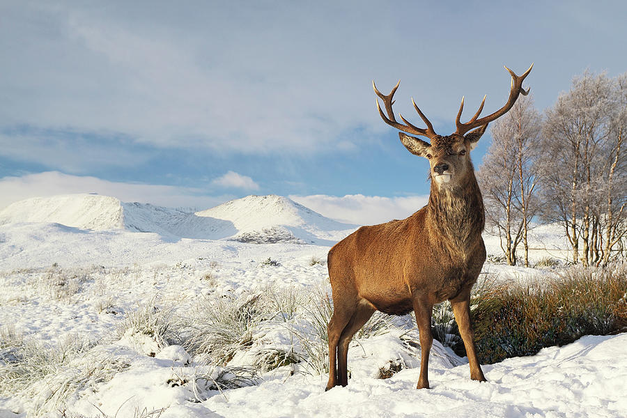 Deer in the snow Photograph by Grant Glendinning