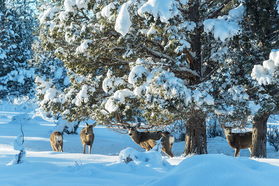 Deer In The Snow Digital Art by Heeb Photos