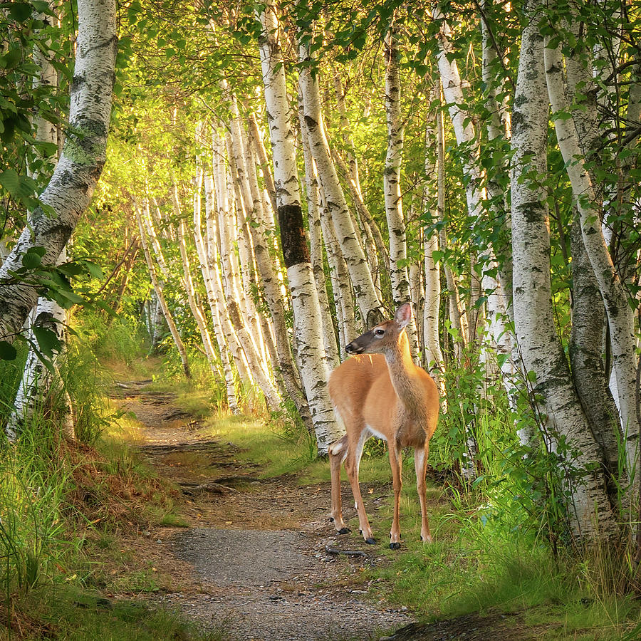 Deer in the Woods Photograph by Darylann Leonard Photography