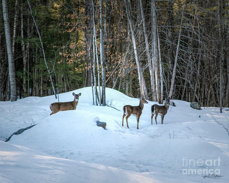 Deer In The Woods II Photograph