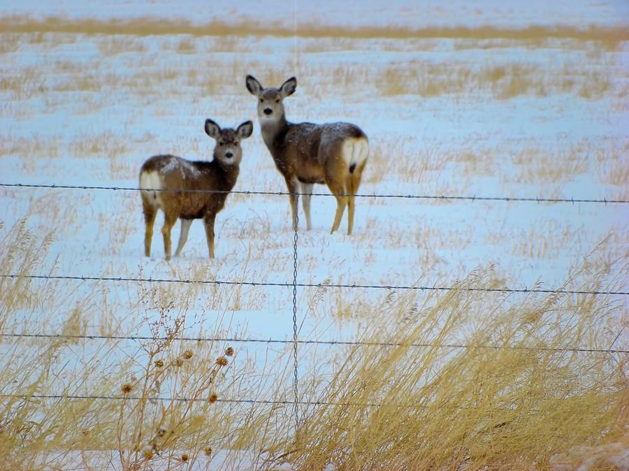 Deer In Winter Digital Painting Digital Art by Cathy Anderson