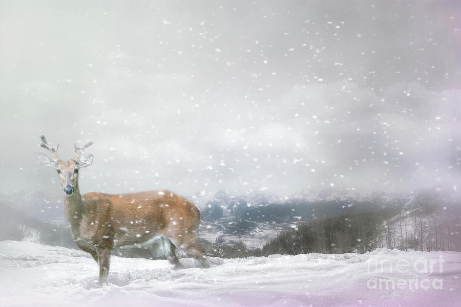 Deer in Winter Photograph by Linda Blair