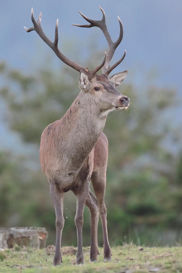 Deer Photograph by Natura Argazkitan